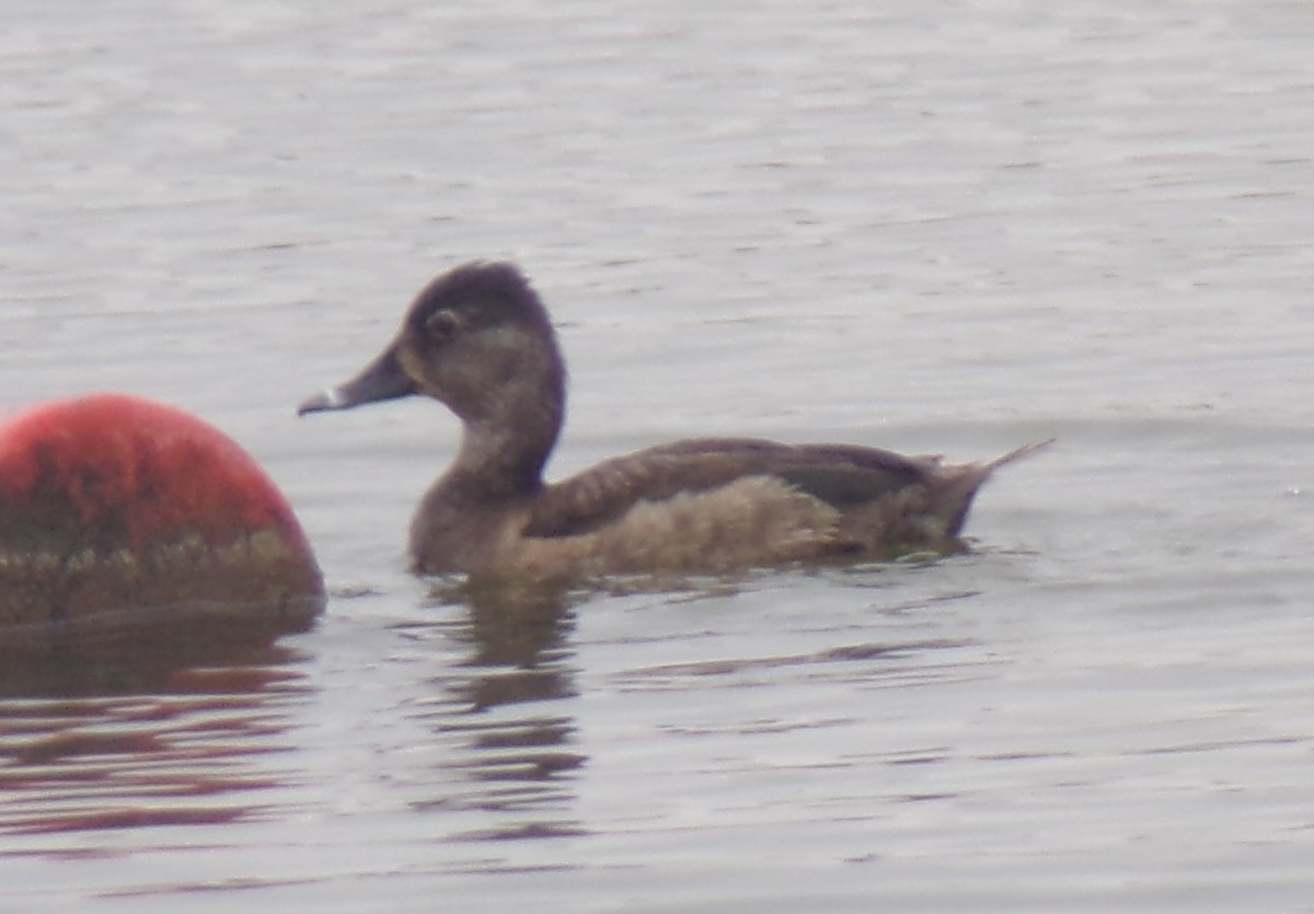 Ring-necked Duck - Abigail Hellman