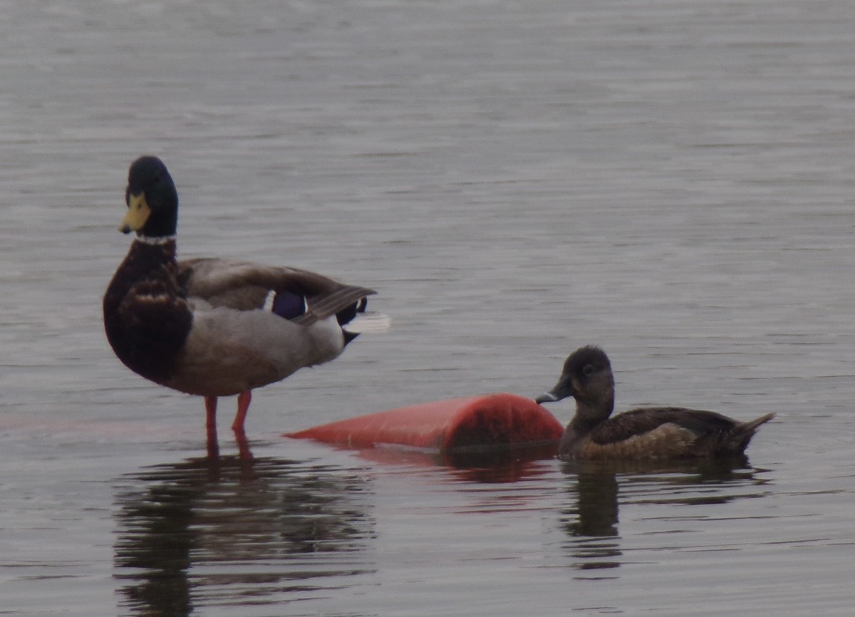 Ring-necked Duck - ML440642321