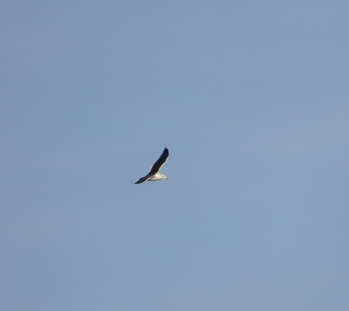 Great Black-backed Gull - ML44064281