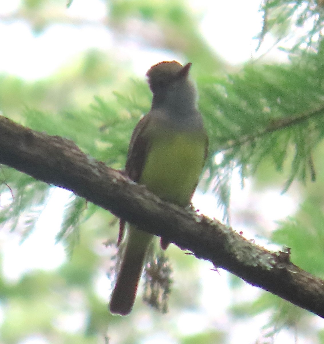 Great Crested Flycatcher - ML440642861