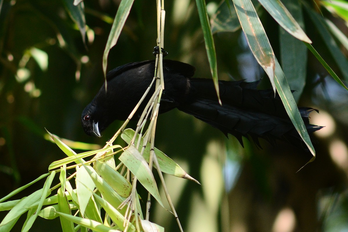 Ratchet-tailed Treepie - Supaporn Teamwong