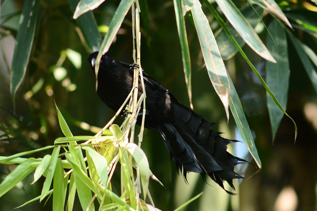 Ratchet-tailed Treepie - Supaporn Teamwong