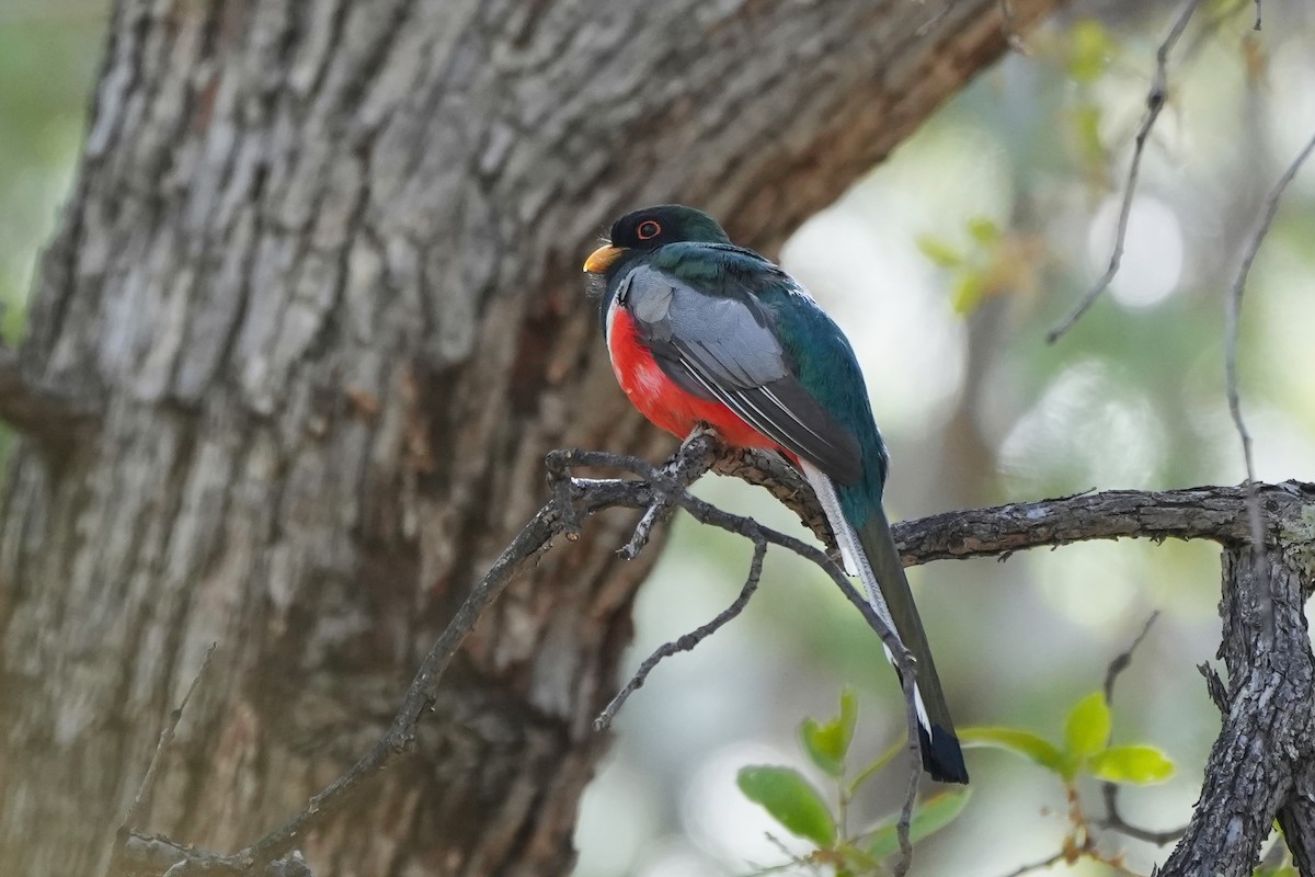 Elegant Trogon - Nancy Elliot