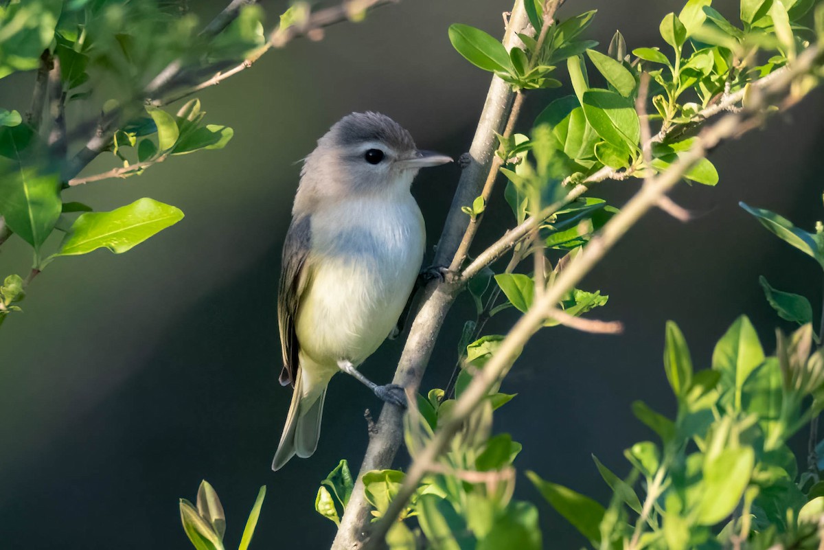 Warbling Vireo - James Davis