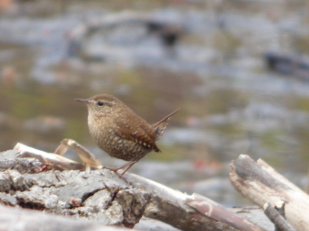 Winter Wren - ML440645431