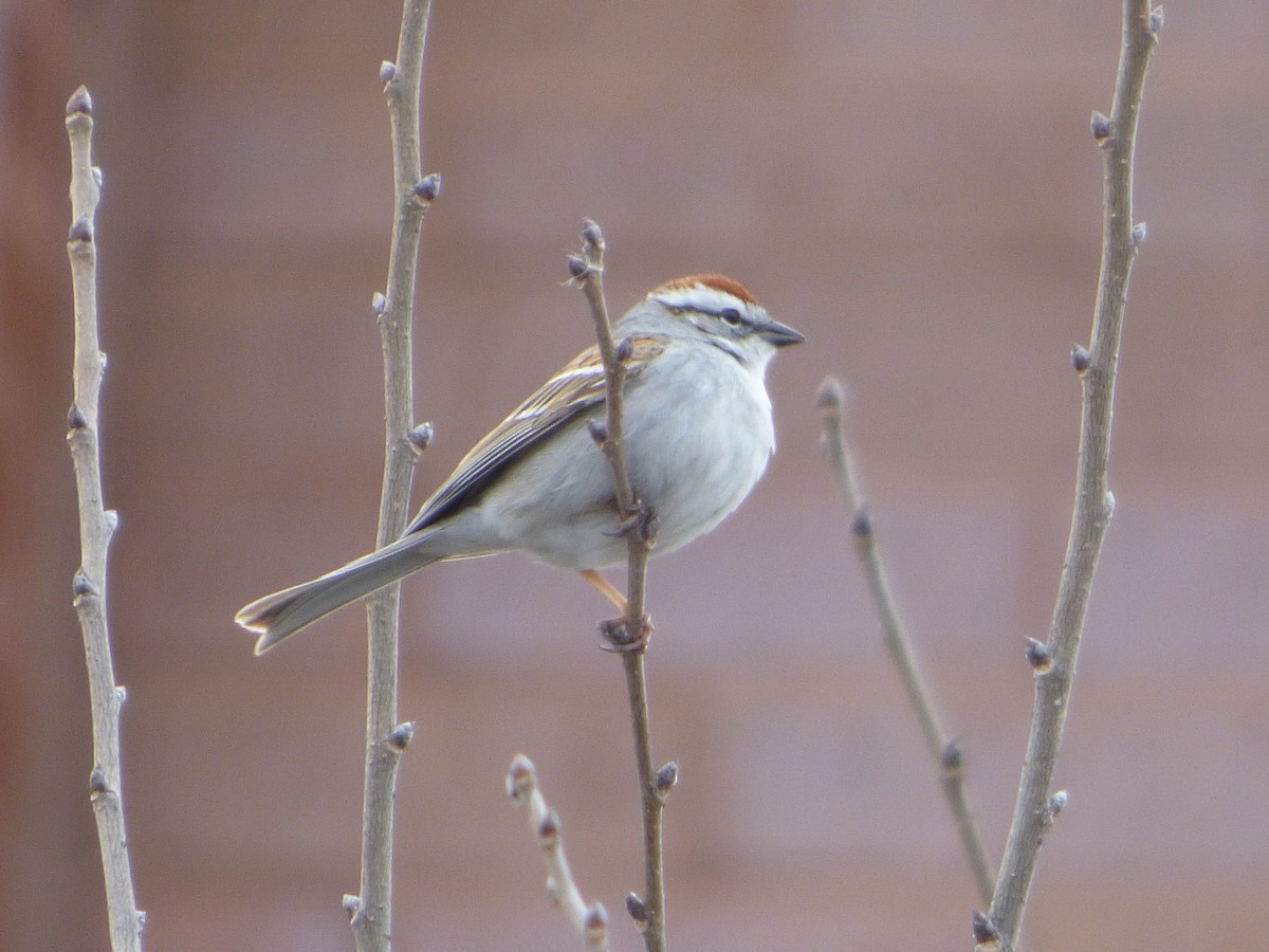 Chipping Sparrow - ML440646041