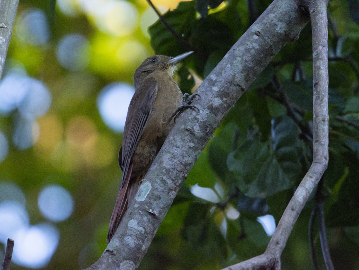 Plain-winged Woodcreeper - ML440646721