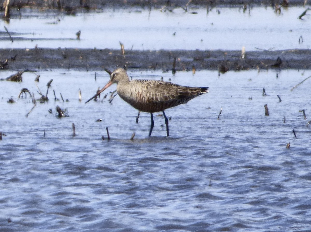 Hudsonian Godwit - Karen Lund