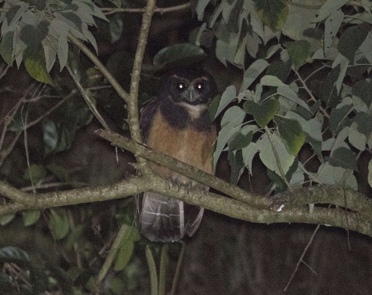 Tawny-browed Owl - ML440647221