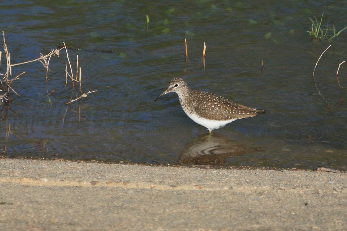 Solitary Sandpiper - ML440647581