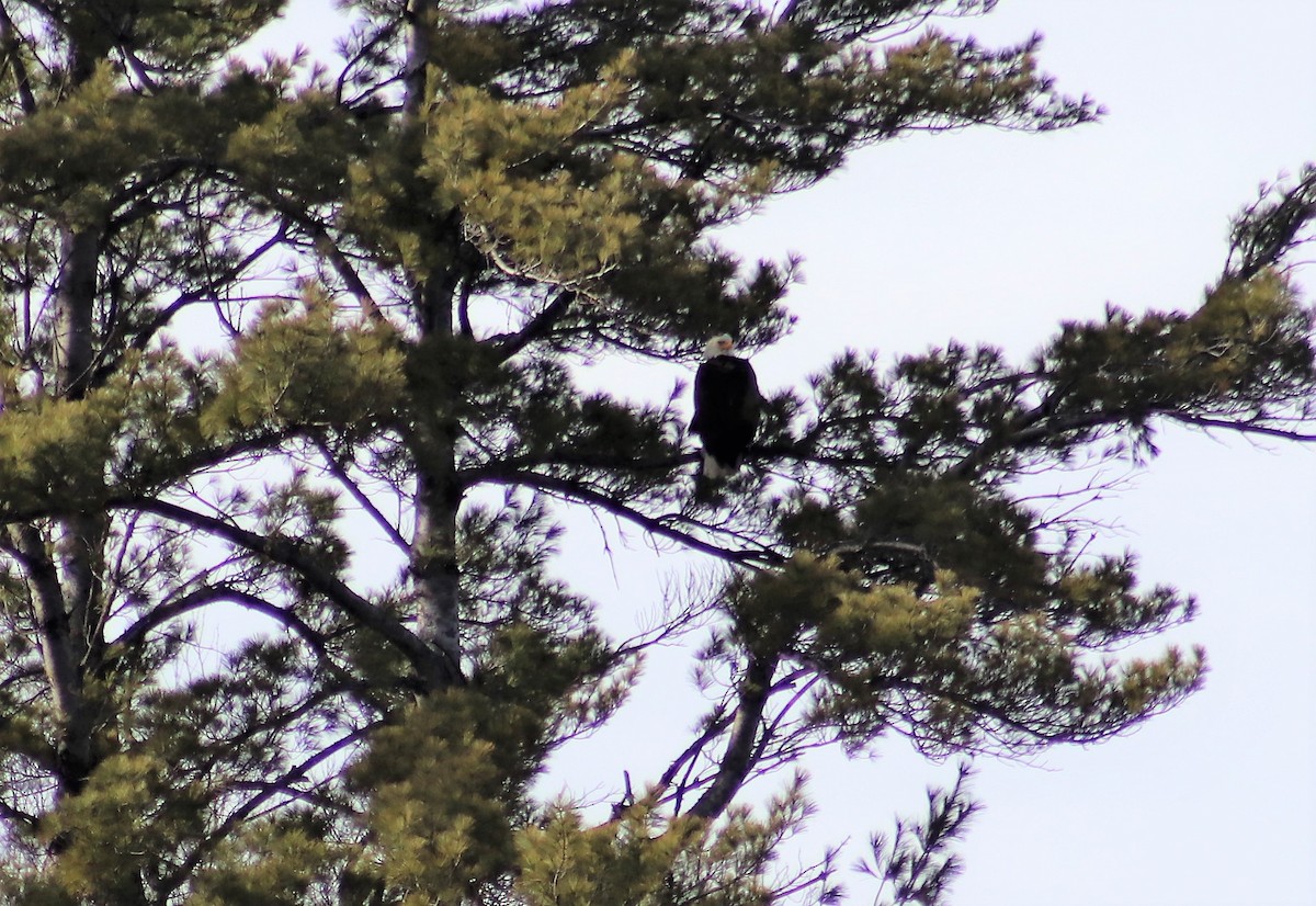 Bald Eagle - ML440647711