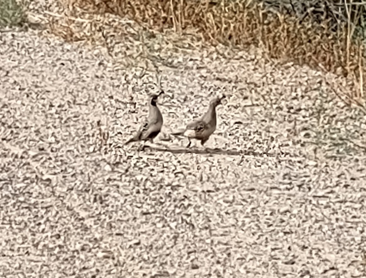 Gambel's Quail - ML440647901