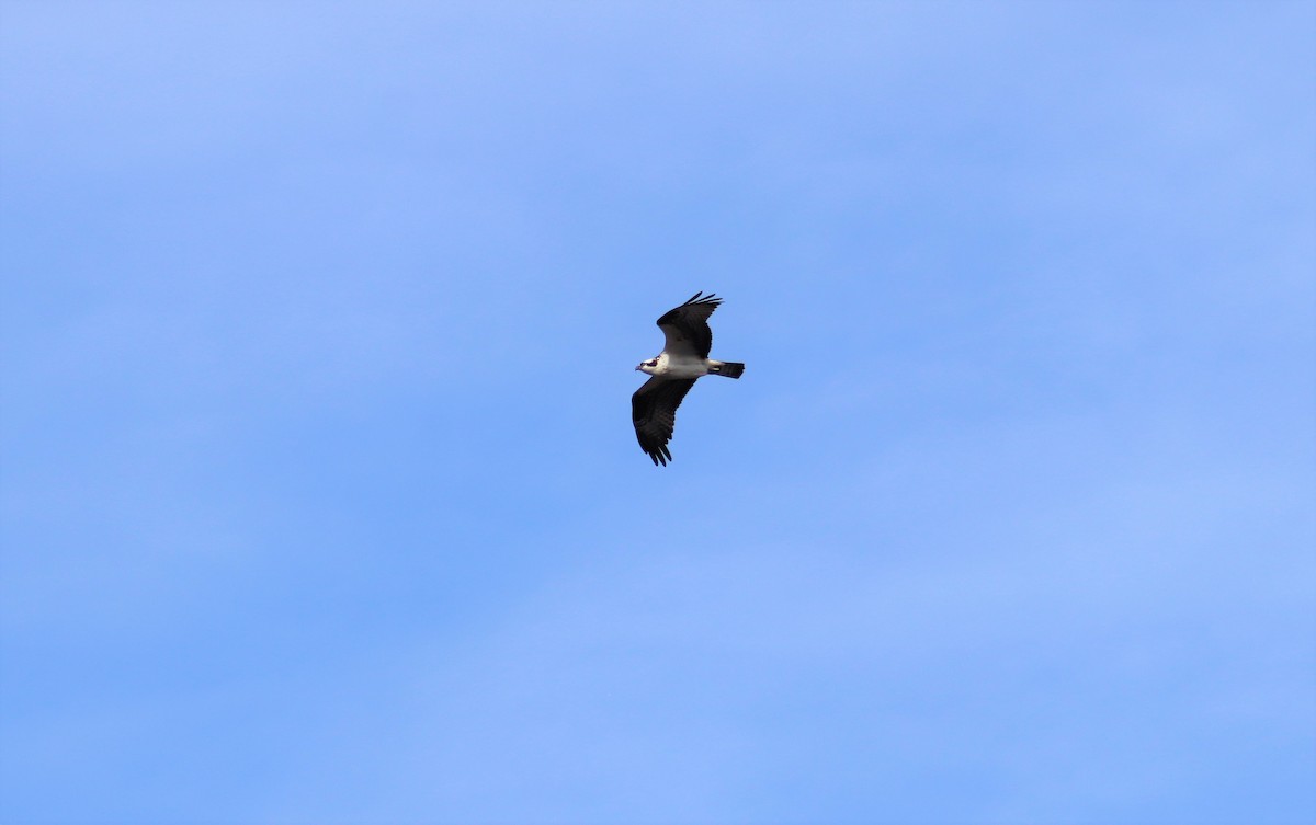 Águila Pescadora - ML440648301