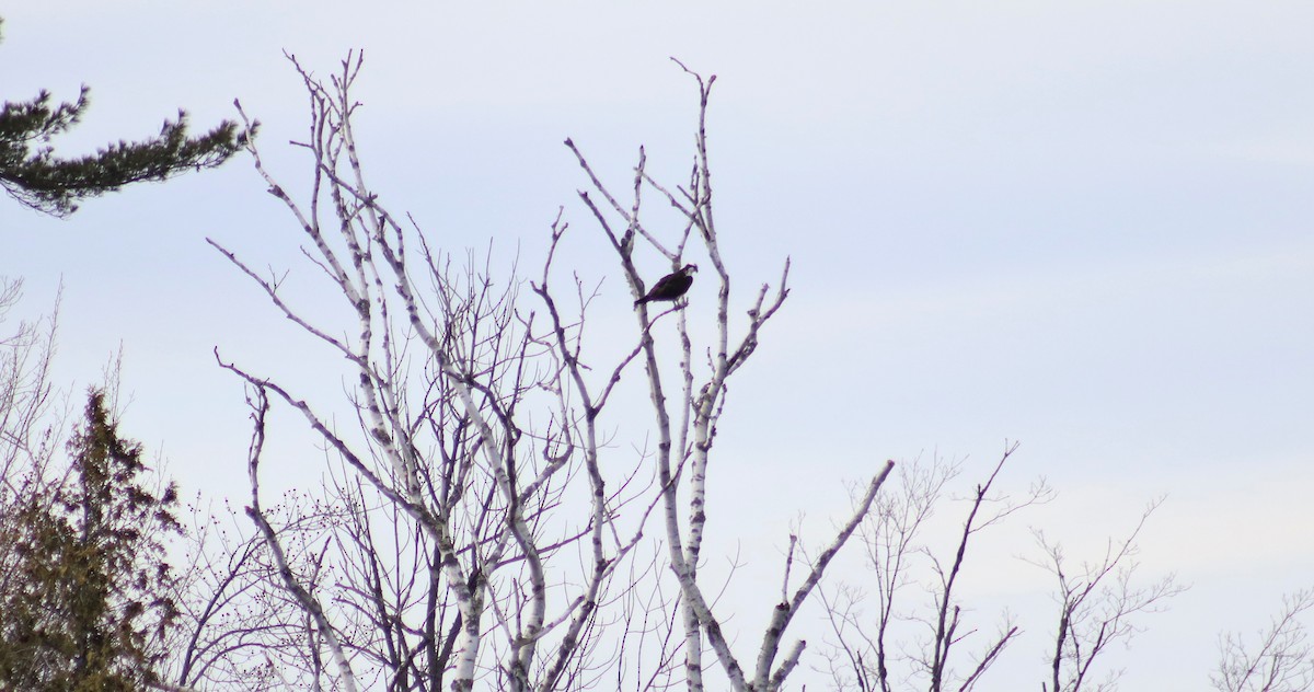 Águila Pescadora - ML440649101