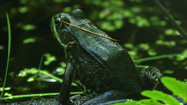 American Bullfrog - ML440650