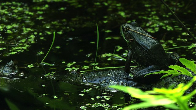 American Bullfrog - ML440651