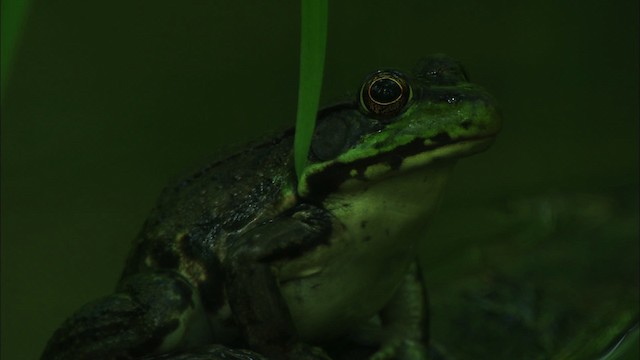 Green Frog - ML440652