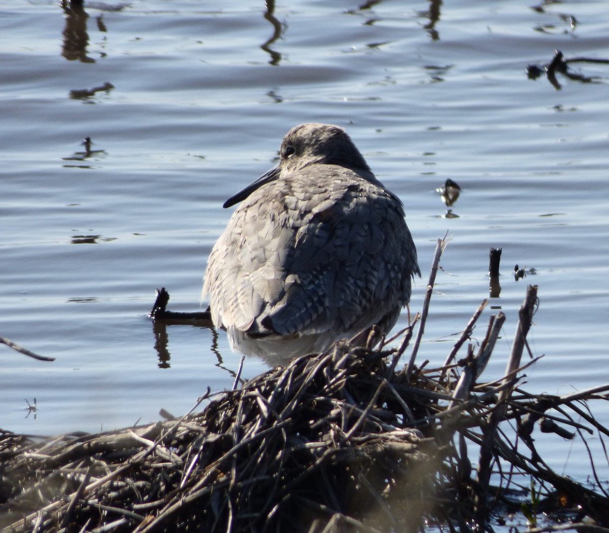 Willet - ML440652701