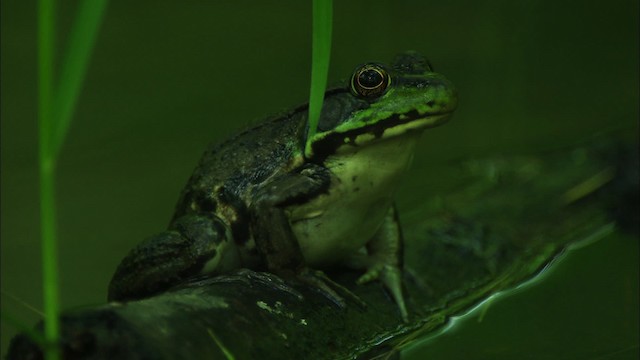 Green Frog - ML440653