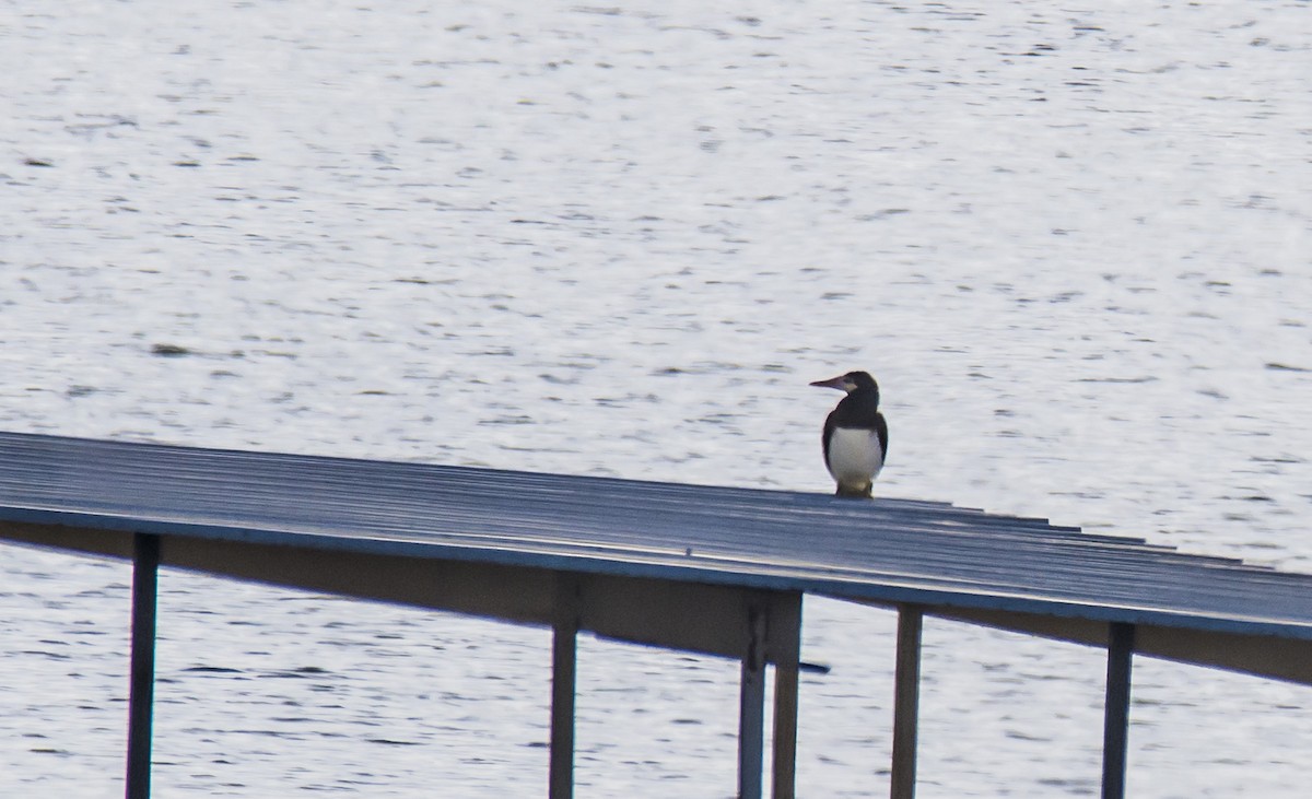 Brown Booby - Austin Hess