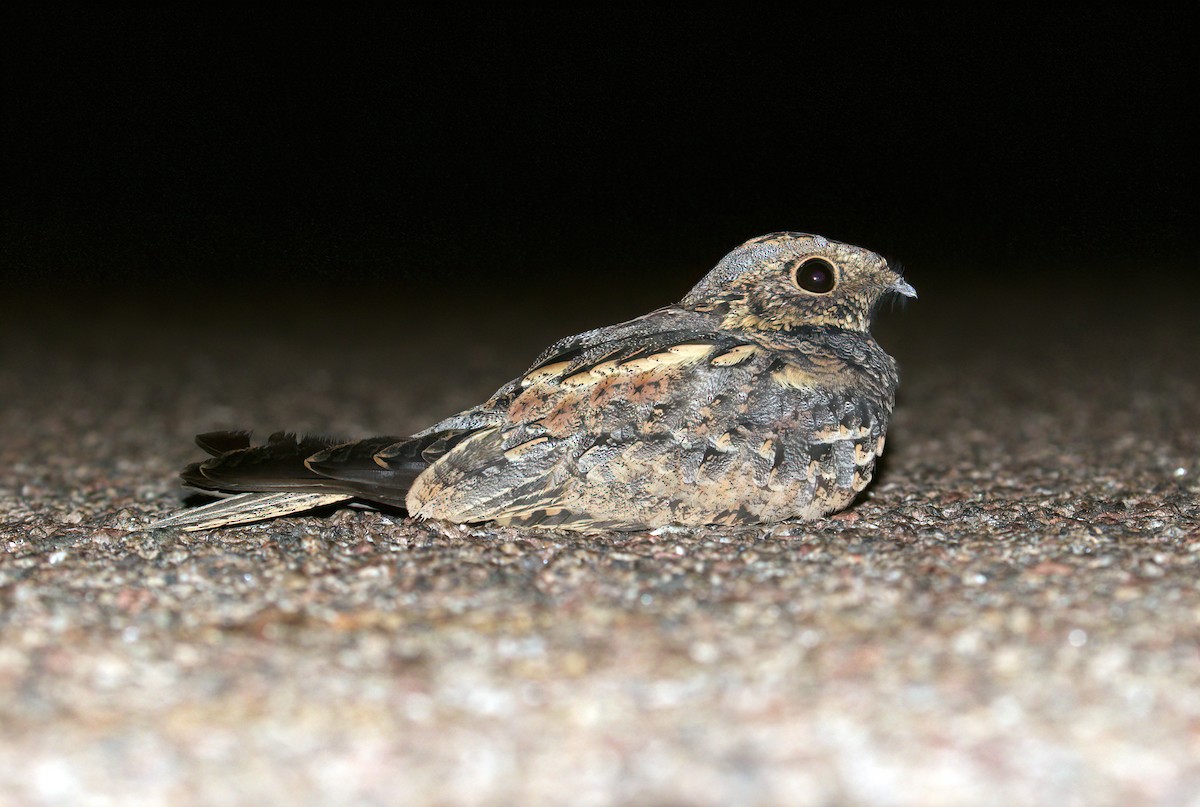 Spotted Nightjar - ML440653991