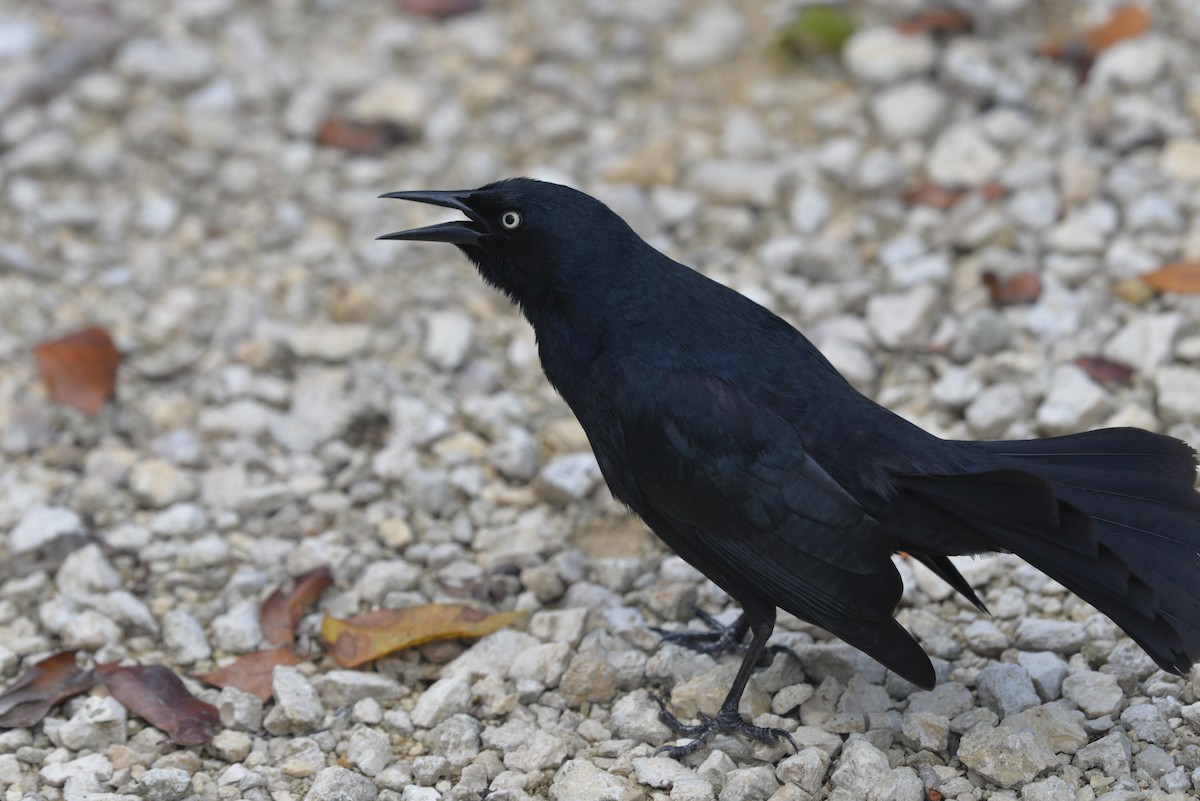 Greater Antillean Grackle - ML440654741