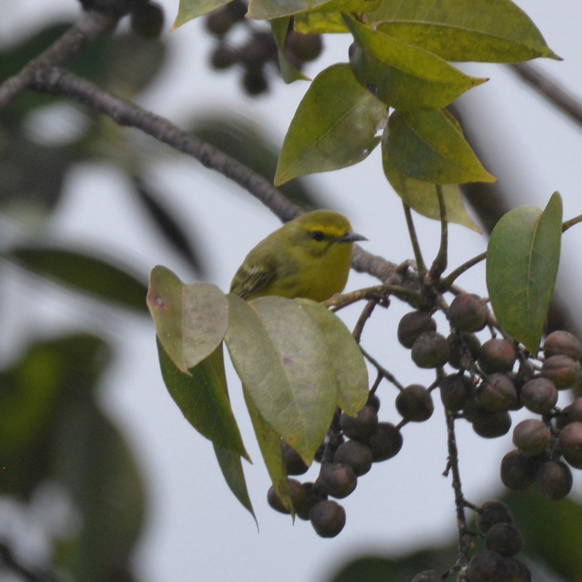 Vitelline Warbler - Dave Wilson