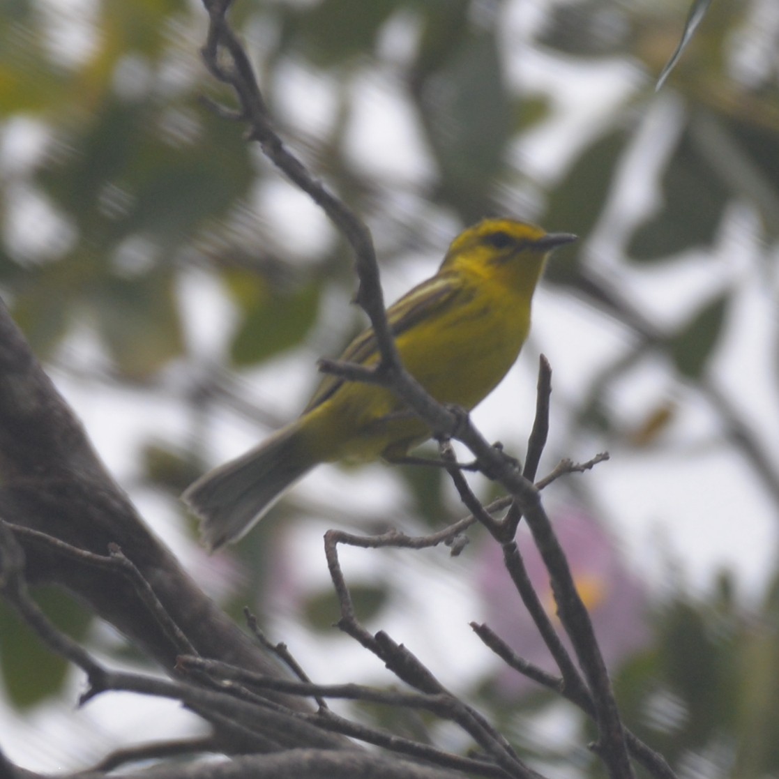 Vitelline Warbler - Dave Wilson