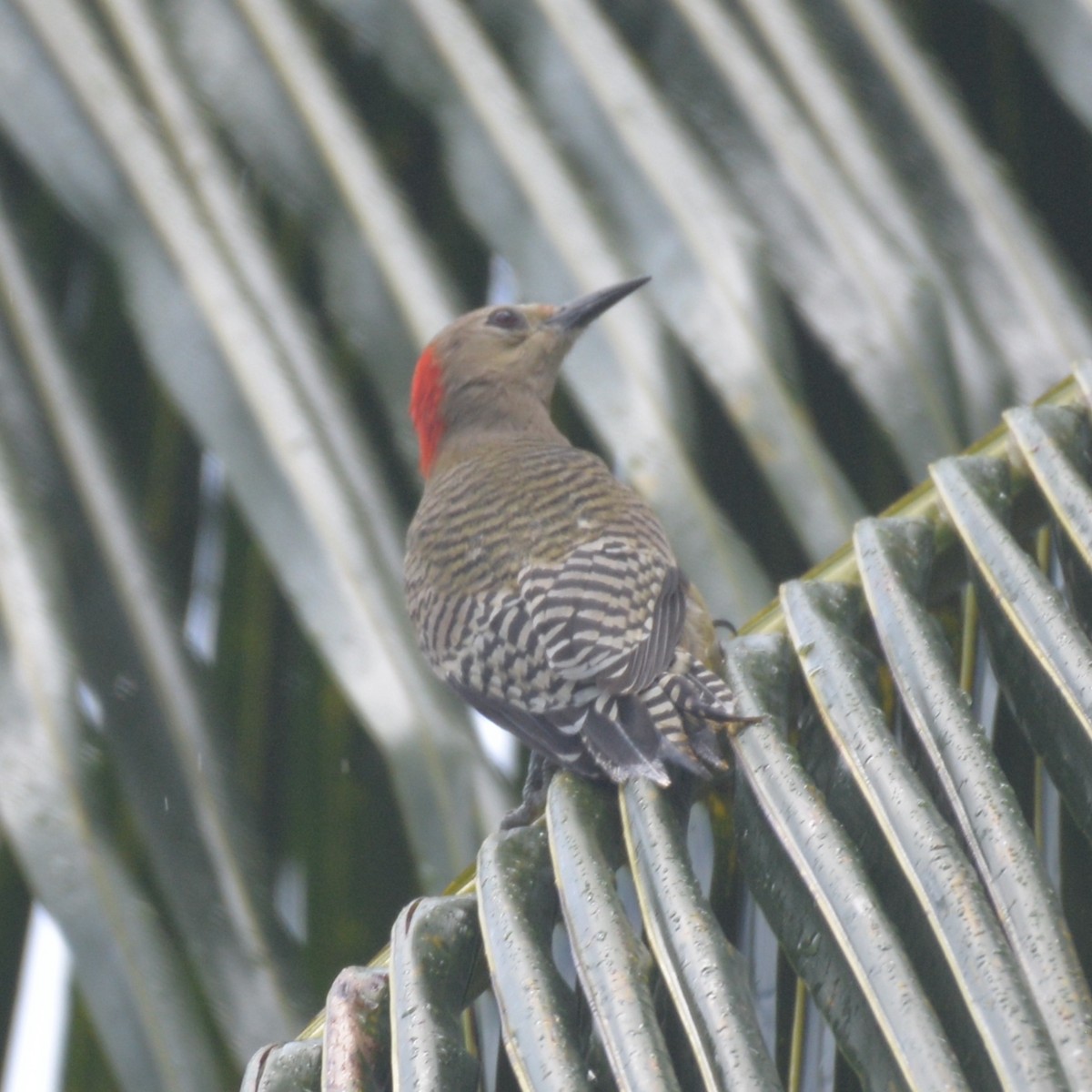 West Indian Woodpecker - Dave Wilson