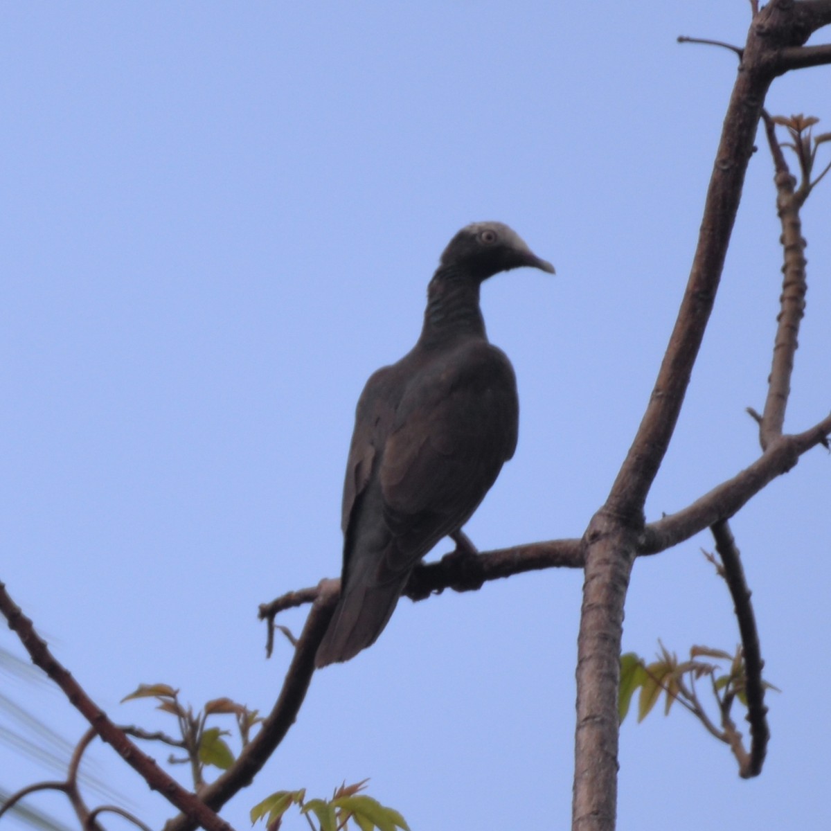 Ak Tepeli Güvercin - ML440655731