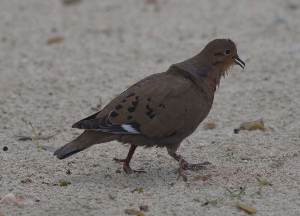 Zenaida Dove - Dave Wilson