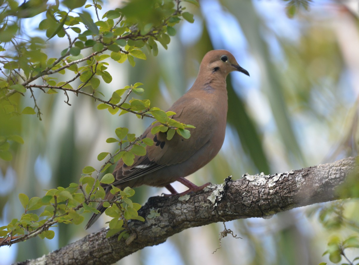 Zenaida Dove - ML440656171