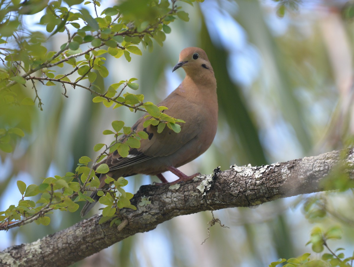 Zenaida Dove - Dave Wilson