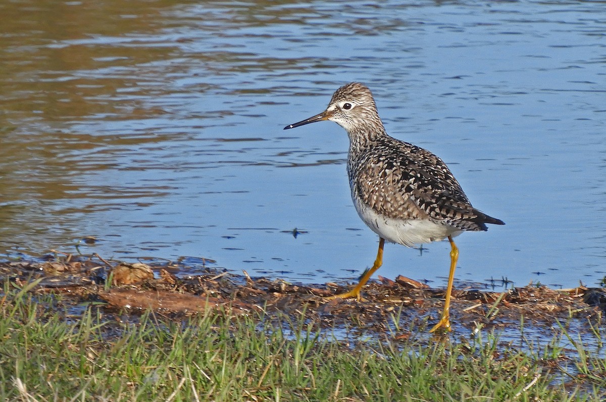 Lesser Yellowlegs - Douglas Kieser