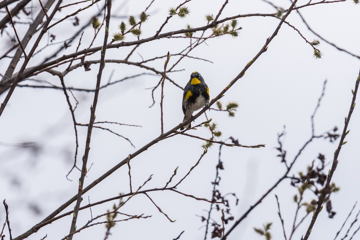 Yellow-rumped Warbler (Audubon's) - ML440657941