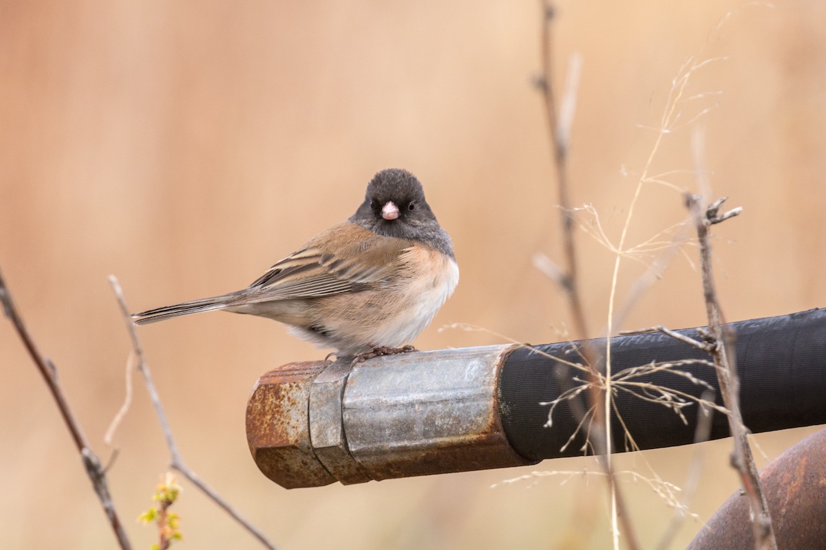 Dark-eyed Junco (Oregon) - ML440658061