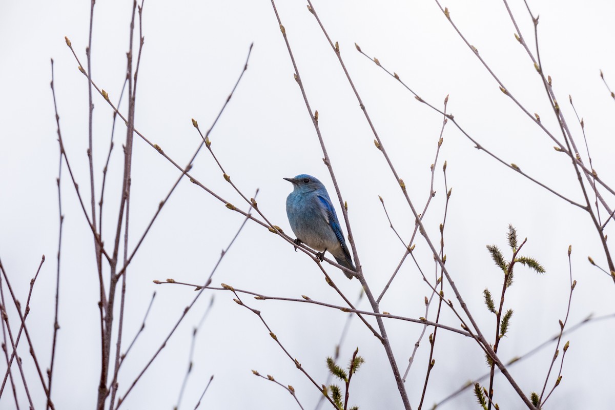 Mountain Bluebird - ML440658301