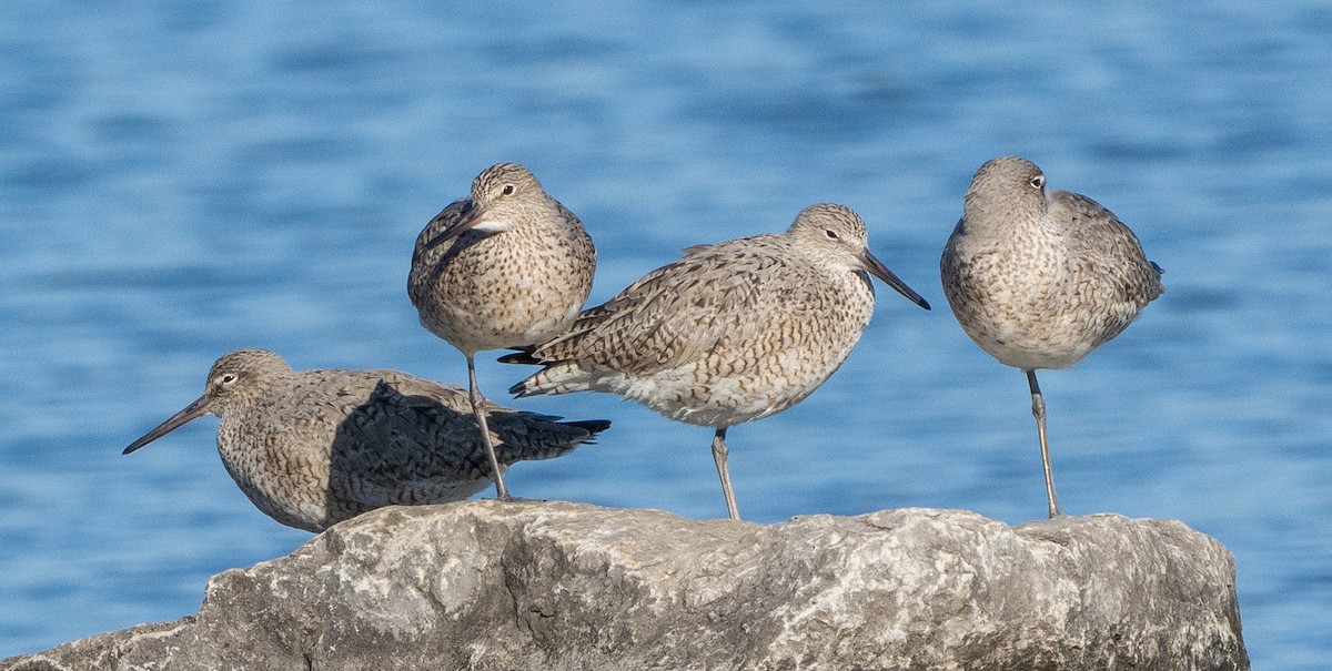 Willet - ML440658531