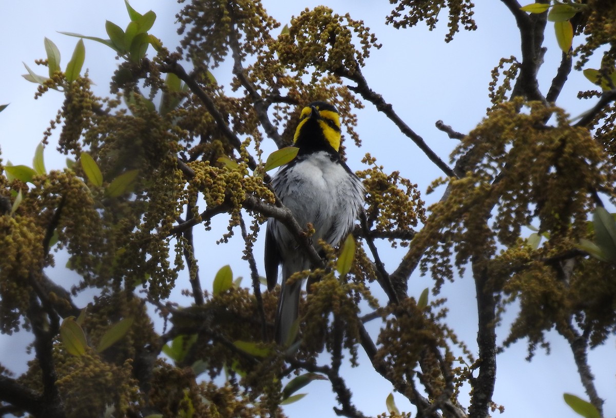 Golden-cheeked Warbler - ML440659461