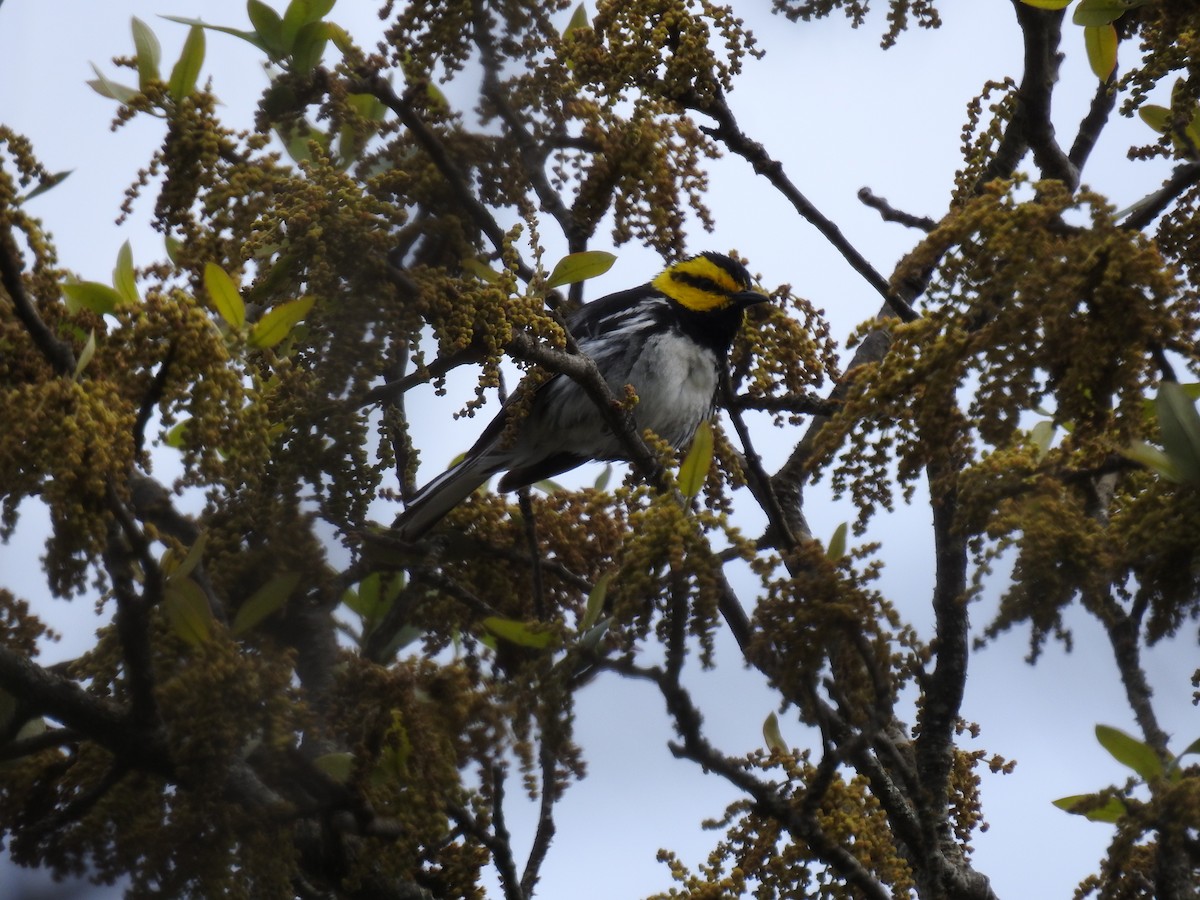 Golden-cheeked Warbler - ML440659581