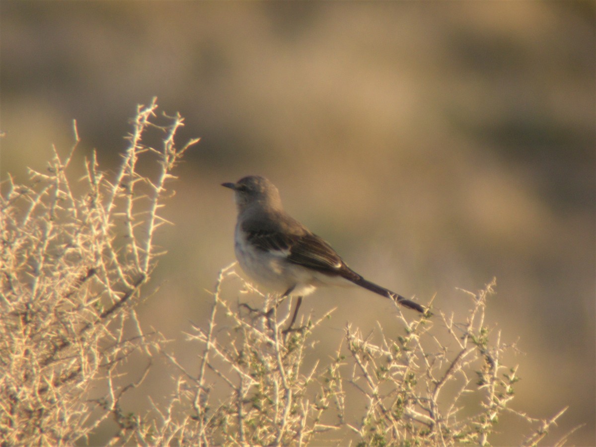 Northern Mockingbird - Kevin Glueckert