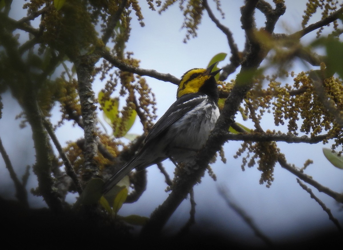 Golden-cheeked Warbler - ML440659811