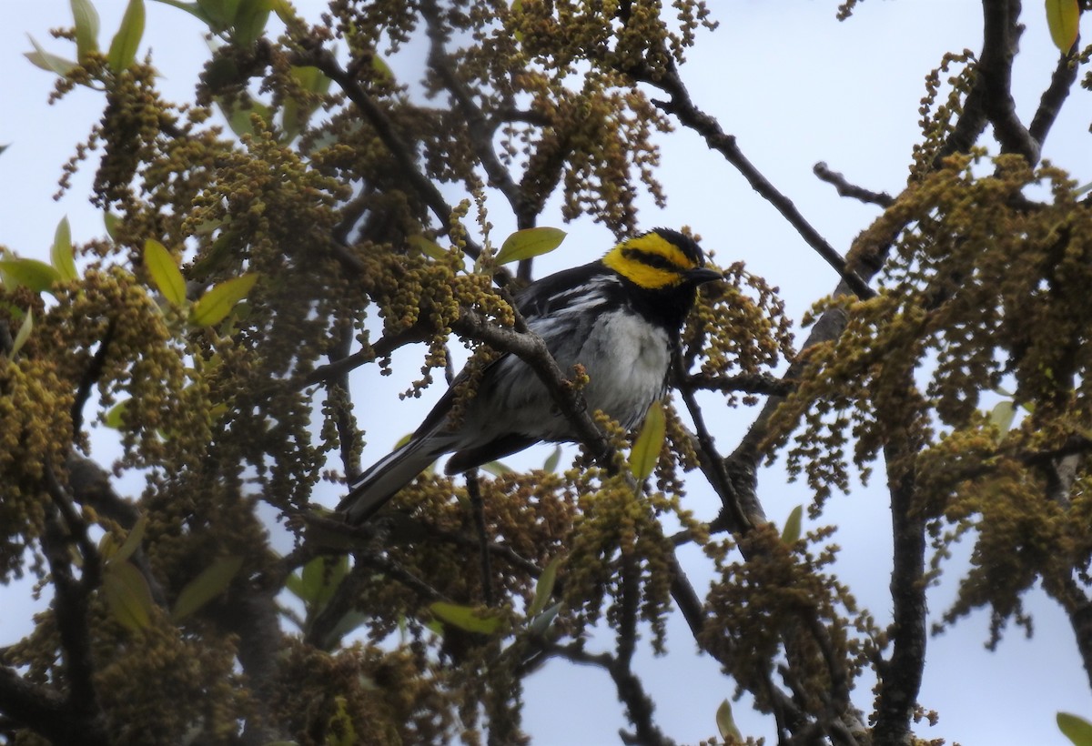 Golden-cheeked Warbler - ML440659891