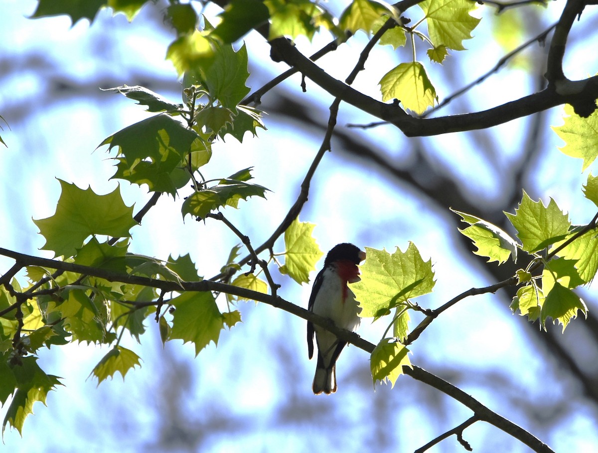 Rose-breasted Grosbeak - ML440660061