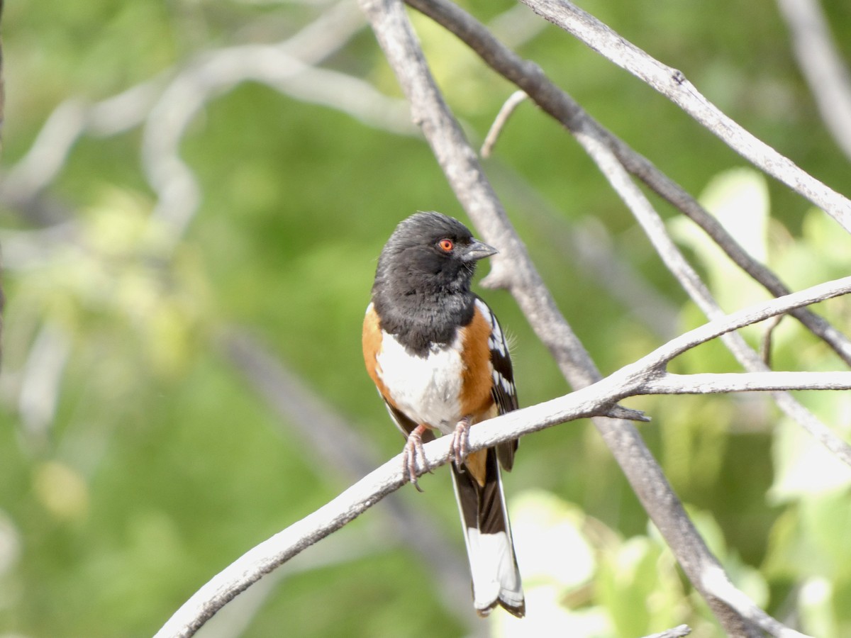 Spotted Towhee - ML440660181