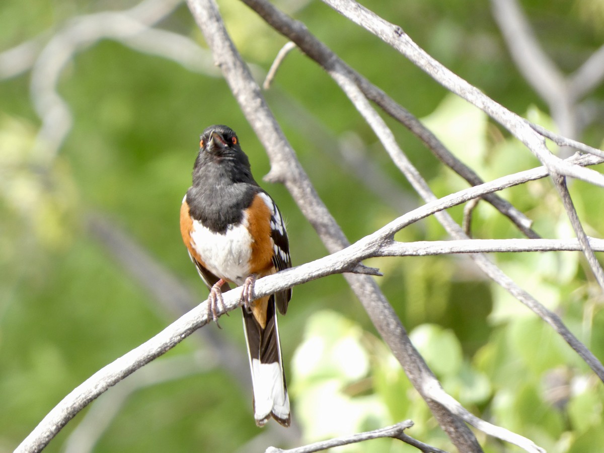 Spotted Towhee - ML440660241