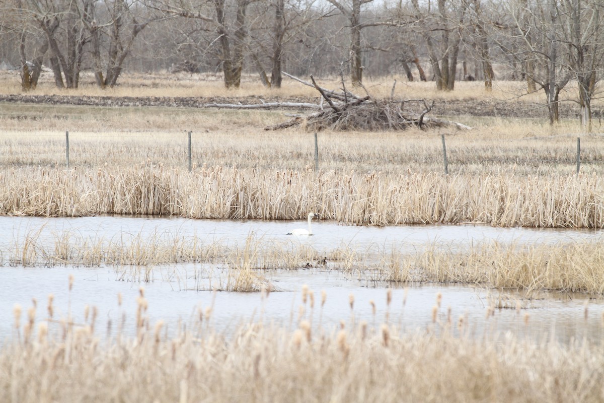 Tundra Swan - ML440660421