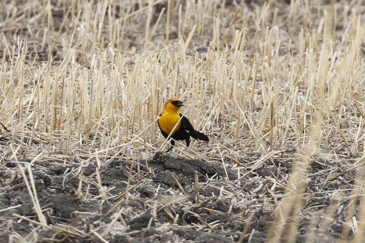 Yellow-headed Blackbird - ML440660881