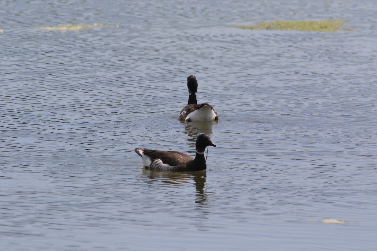 Brant - ML440661221