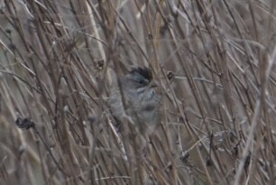 Swamp Sparrow - ML440662831